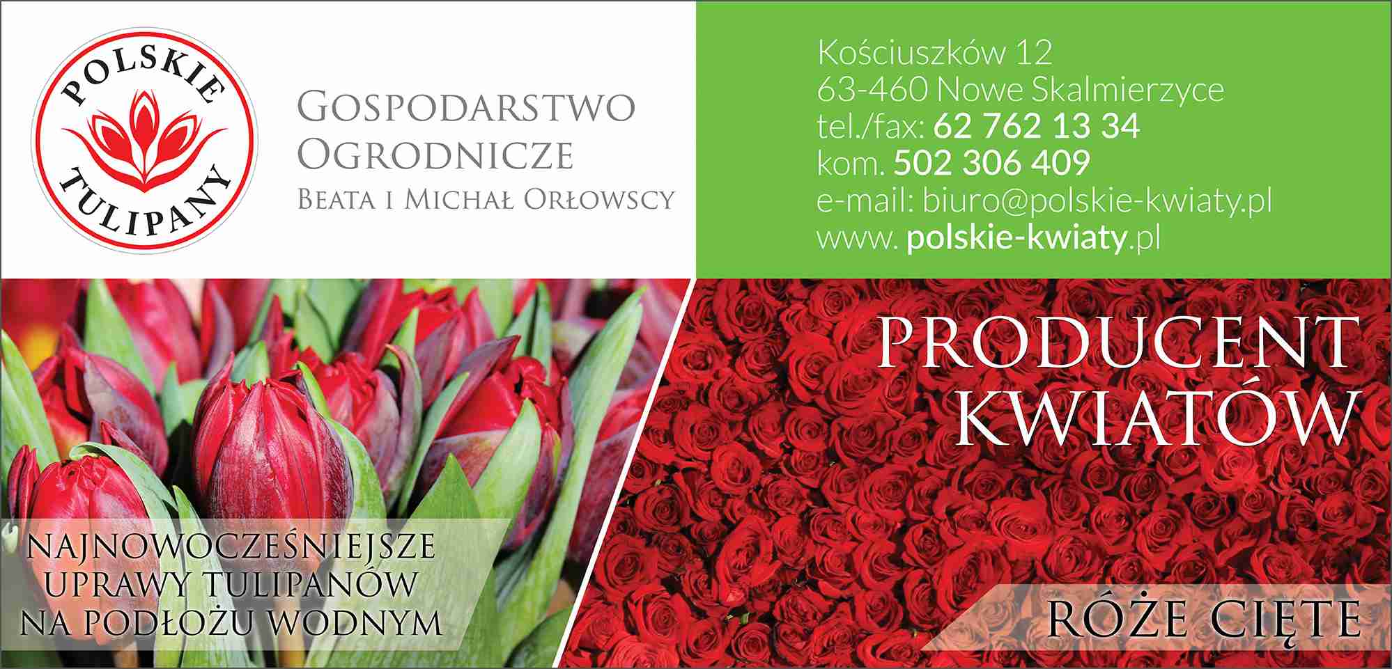 producent tulipanów OSTRÓW WIELKOPOLSKI