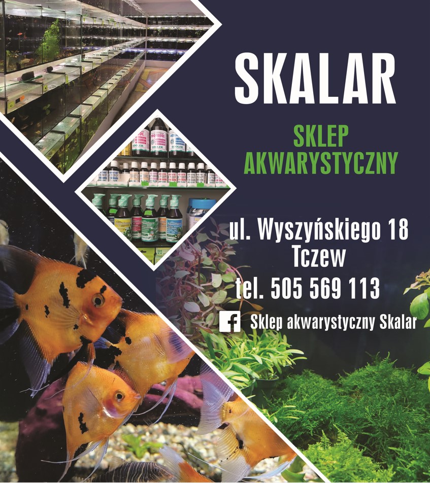 SKLEP AKWARYSTYCZNY SKALAR DANIEL KRUPA - akwaria TCZEW akwaria TCZEW